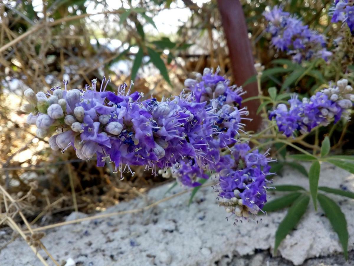 Kallirákhi Dimitra'S Garden Villa المظهر الخارجي الصورة